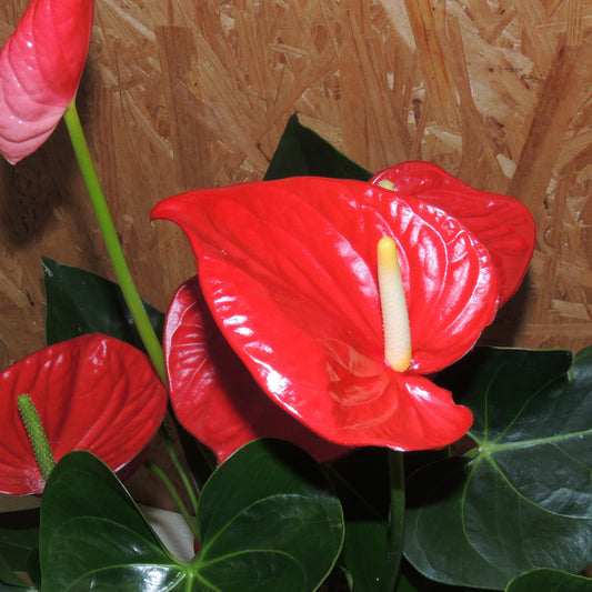 Anthurium (standard)