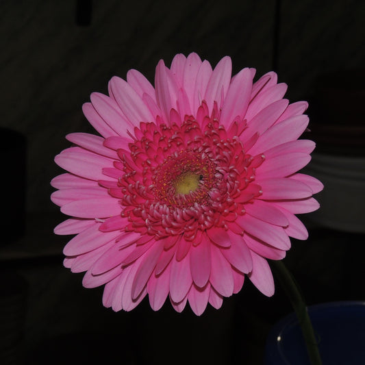 Gerbera (5 colori disponibili)