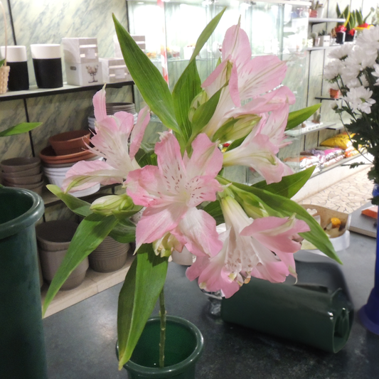 Alstroemeria (3 colori disponibili)