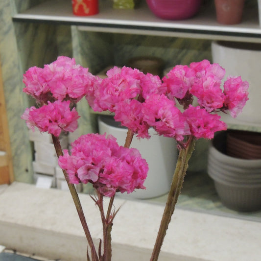 statice (sempreverde)