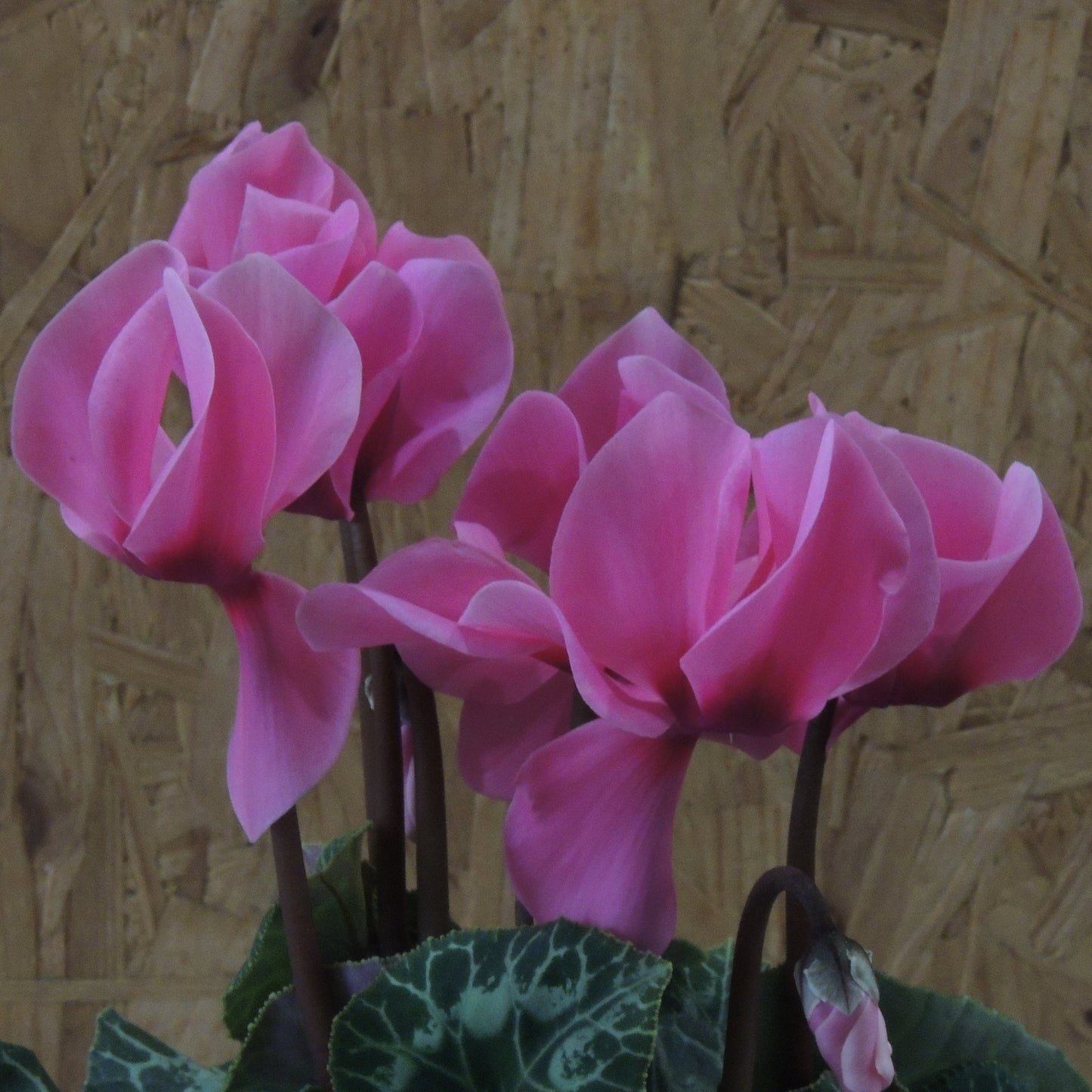 Ciclamini