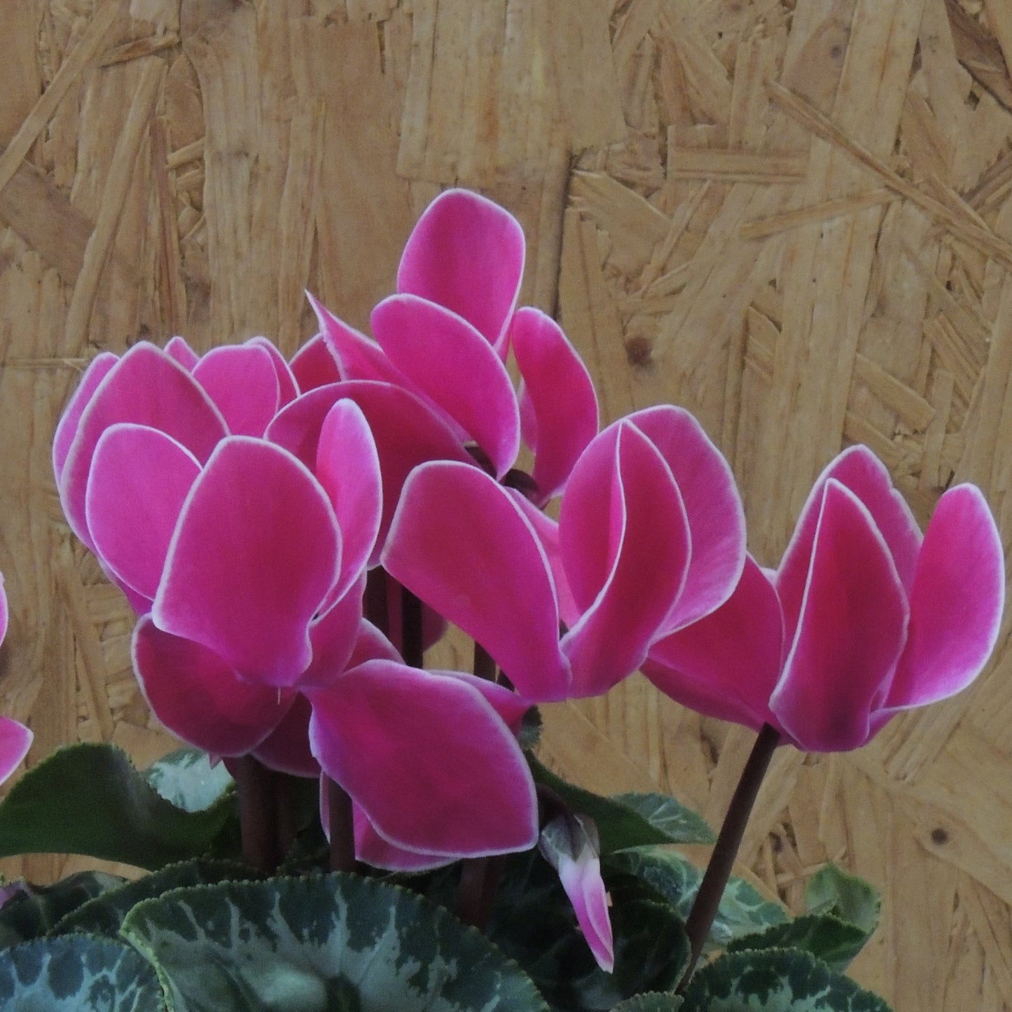 Ciclamini