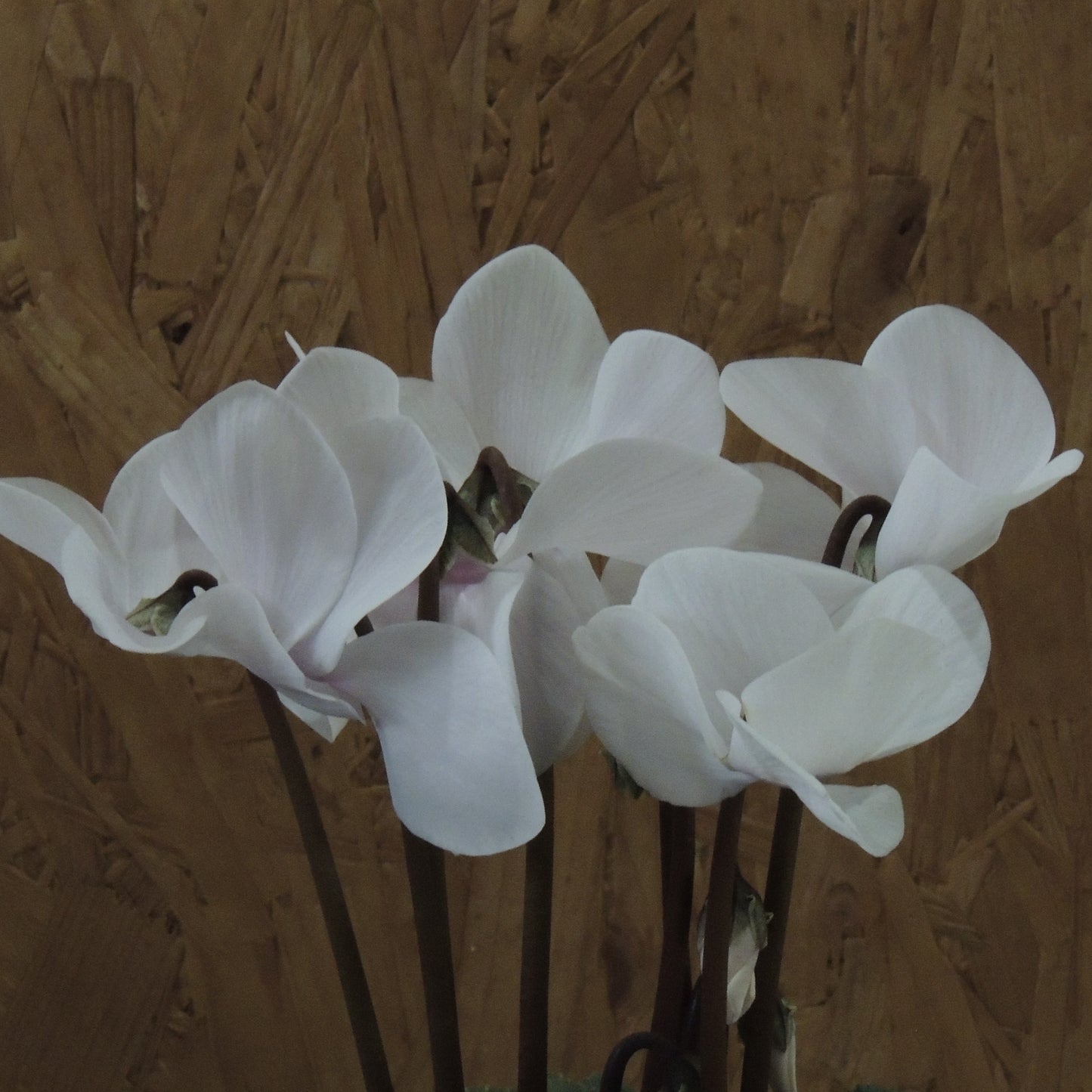 Ciclamini