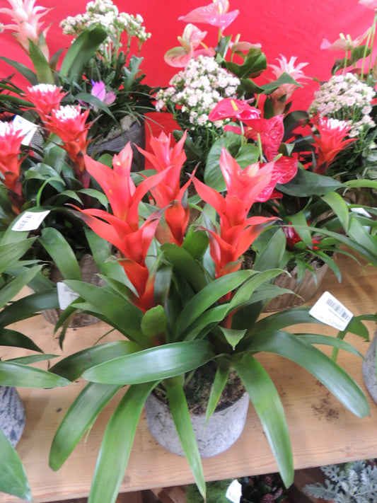 Tripla Guzmania
