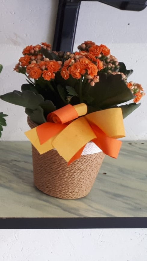 Piantina di Calancola (Kalanchoe)