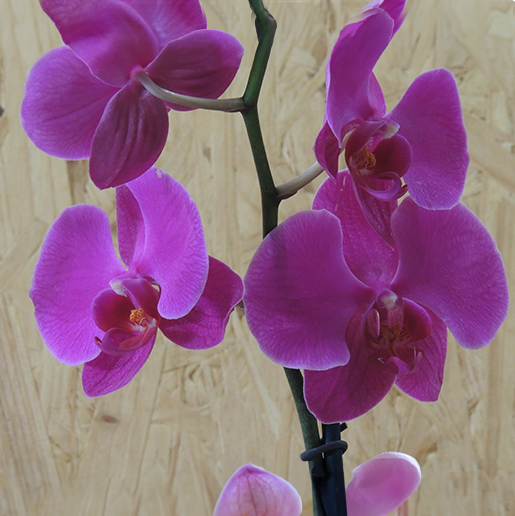 Orchidea fucsia