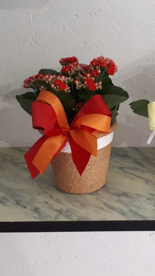 Piantina di Calancola (Kalanchoe)