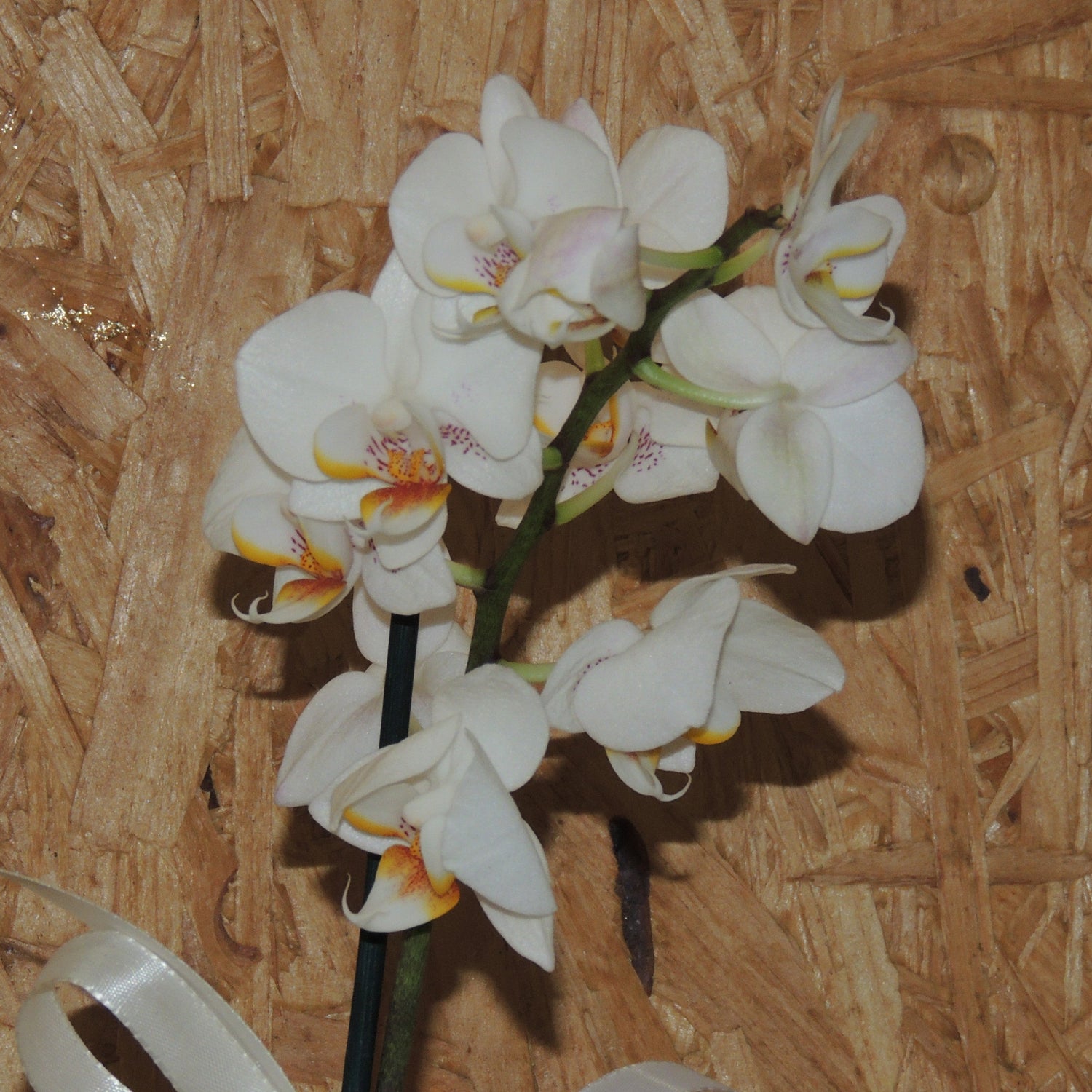 Orchidee