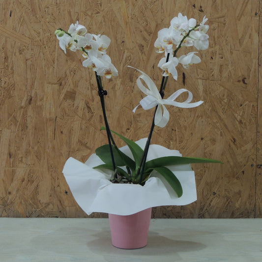 Orchidea Bianca