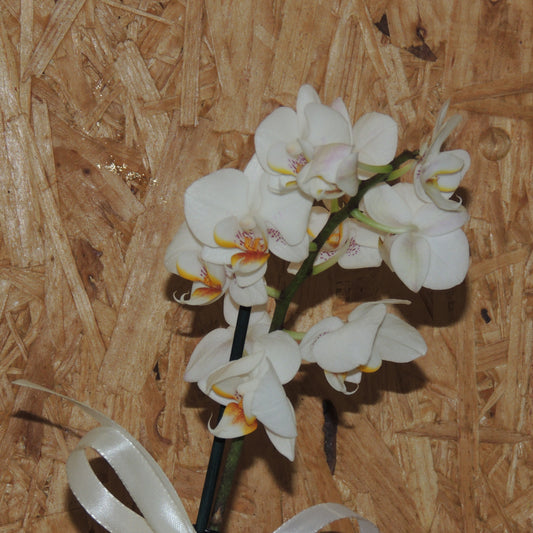 Orchidea Bianca
