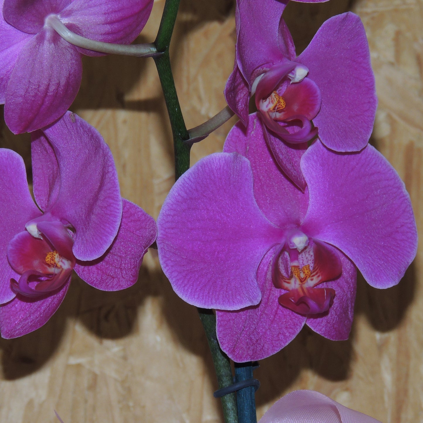 Orchidea fucsia