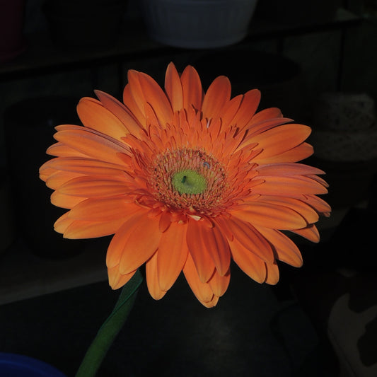 Gerbera (5 colori disponibili)