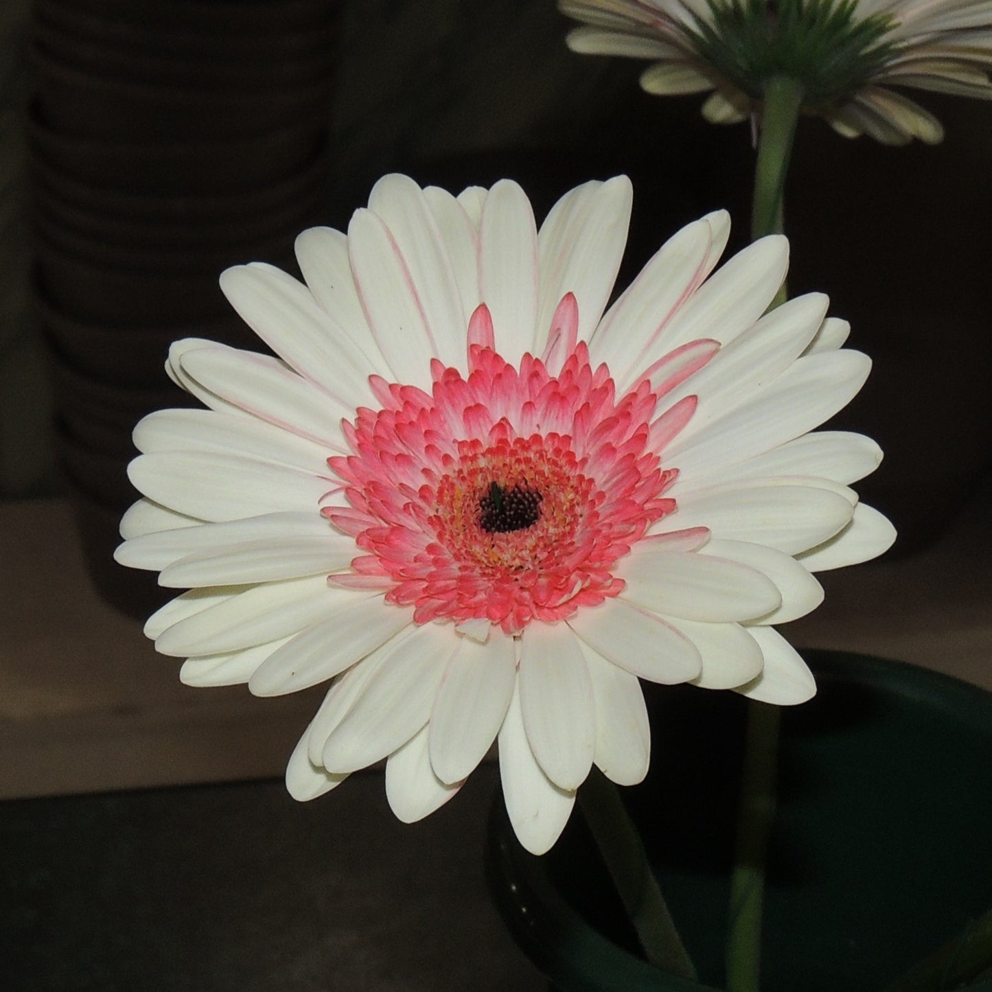 Gerbera (5 colori disponibili)