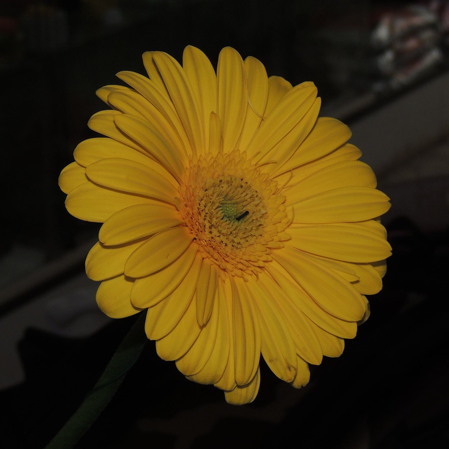 Gerbera (5 colori disponibili)