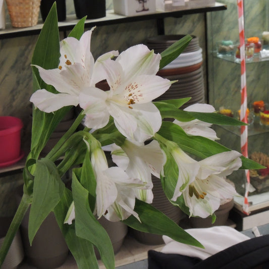 Alstroemeria (3 colori disponibili)