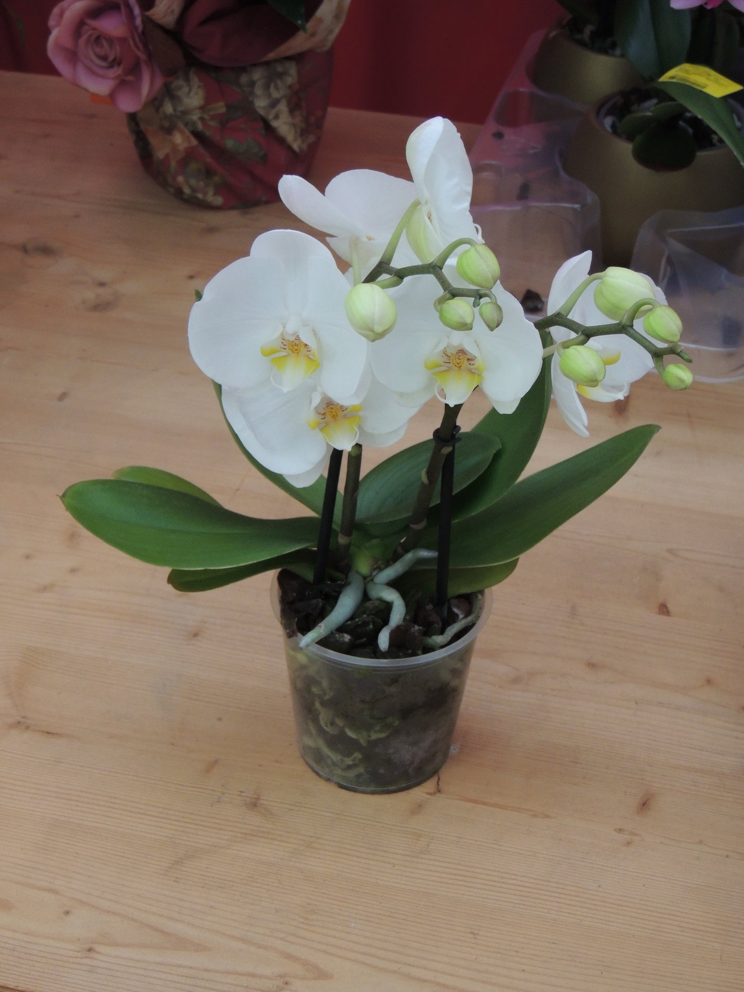 Orchidea Bianca a Due Steli piccola