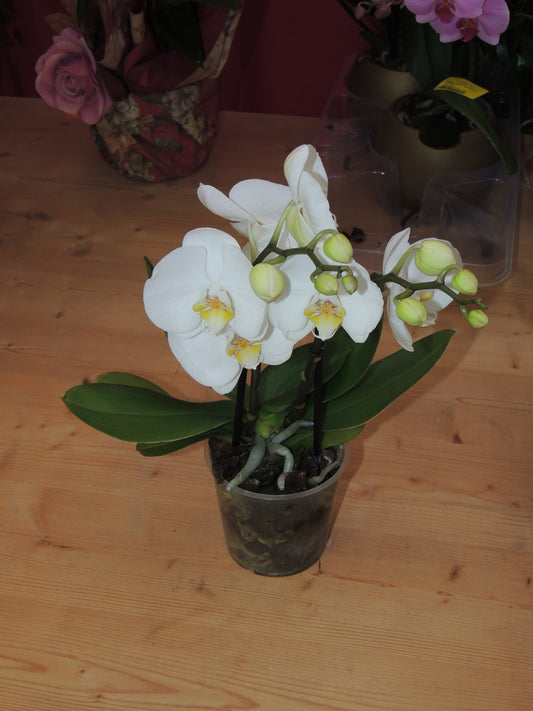 Orchidea Bianca a Due Steli piccola