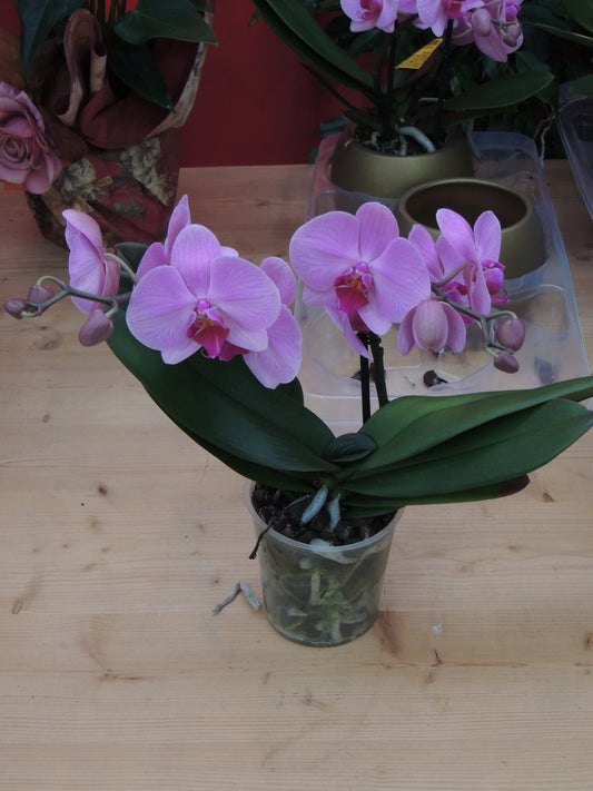 Orchidea porpora a Due Steli piccola