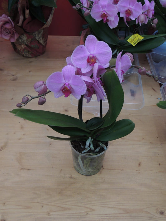 Orchidea porpora a Due Steli piccola