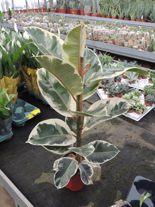 Ficus Robusta Variegato