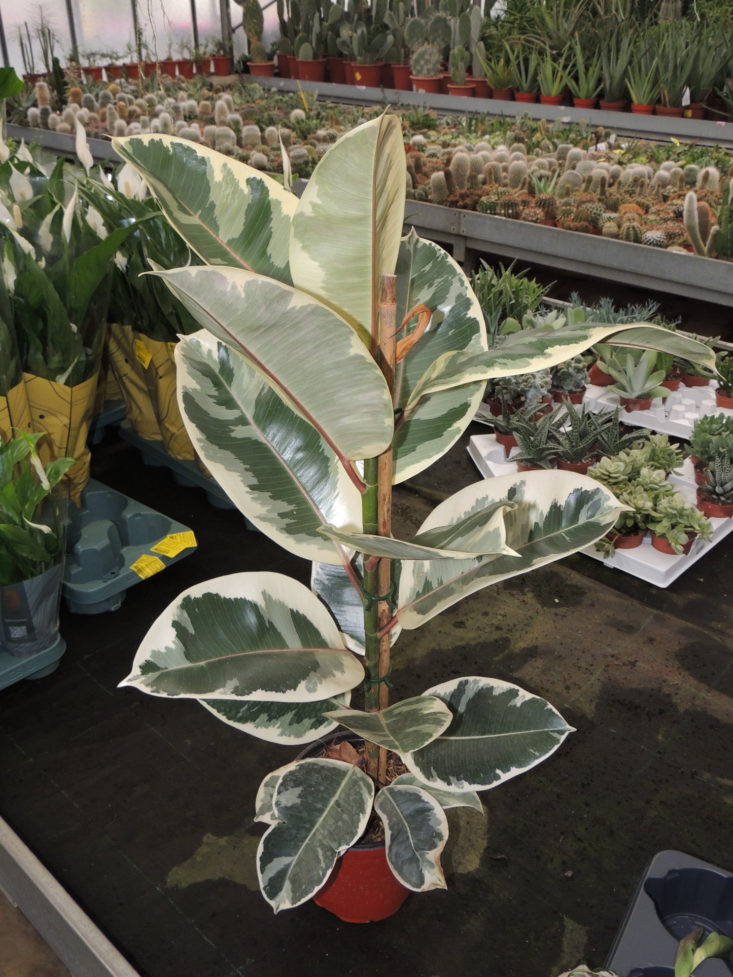 Ficus Robusta Variegato