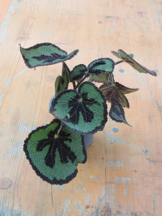 Begonia a foglia rex