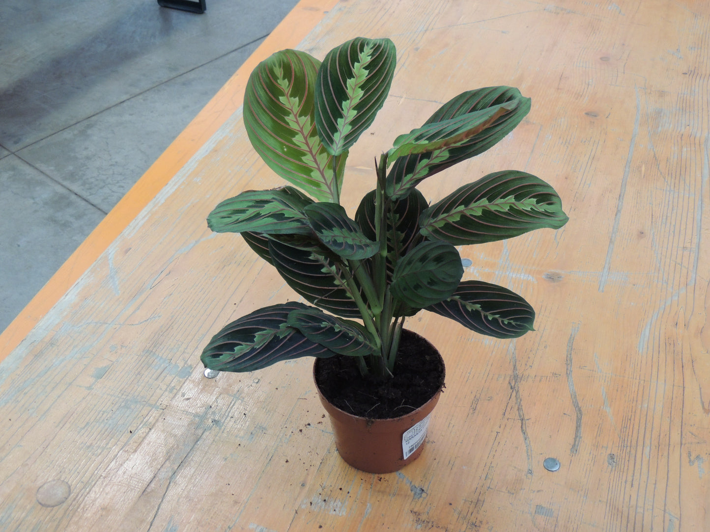 Maranta