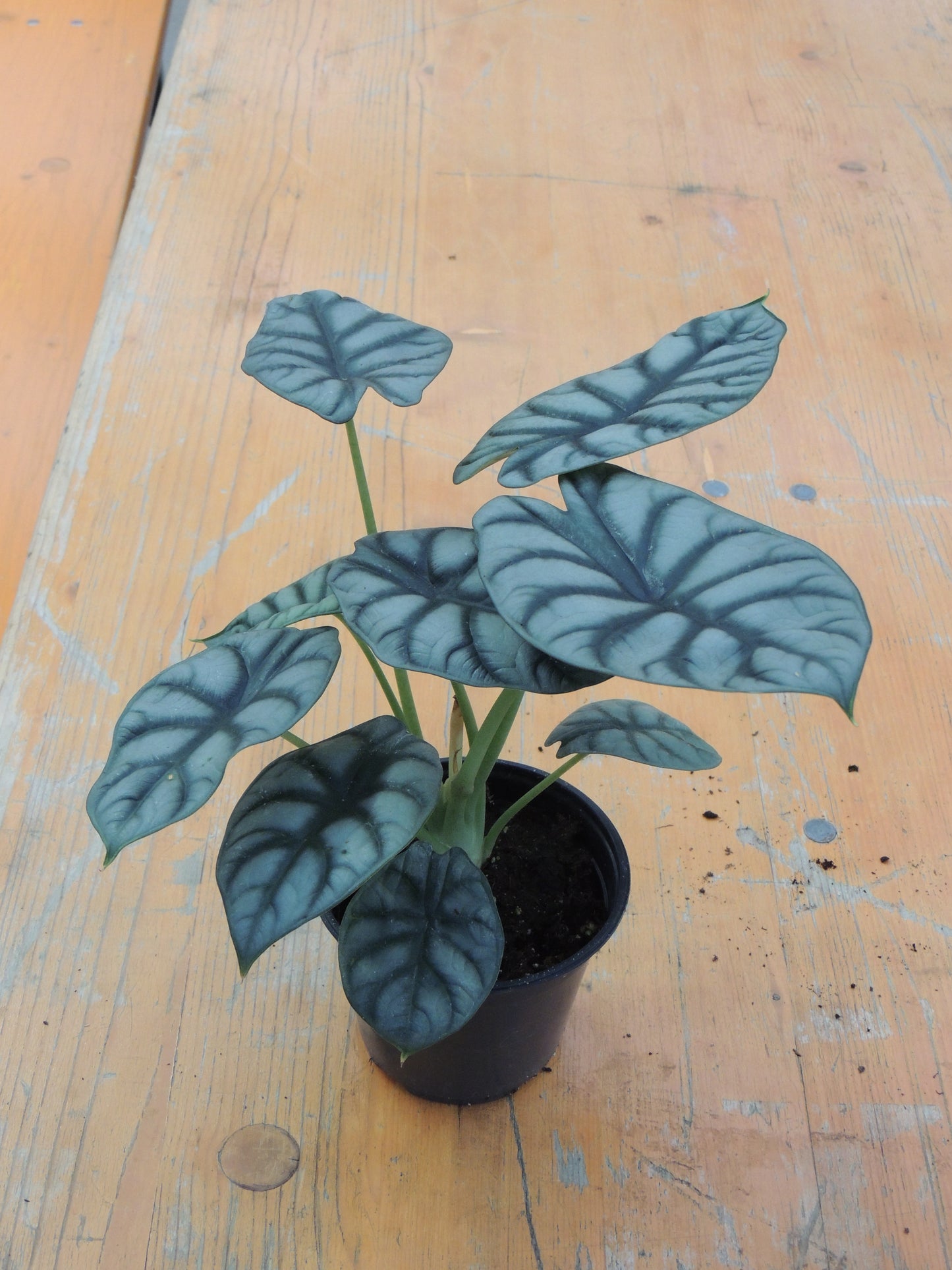 Alocasia Drago