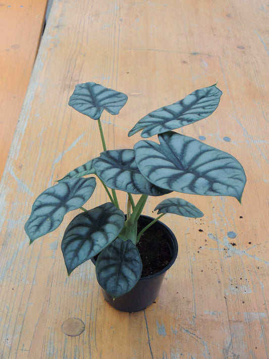 Alocasia Drago