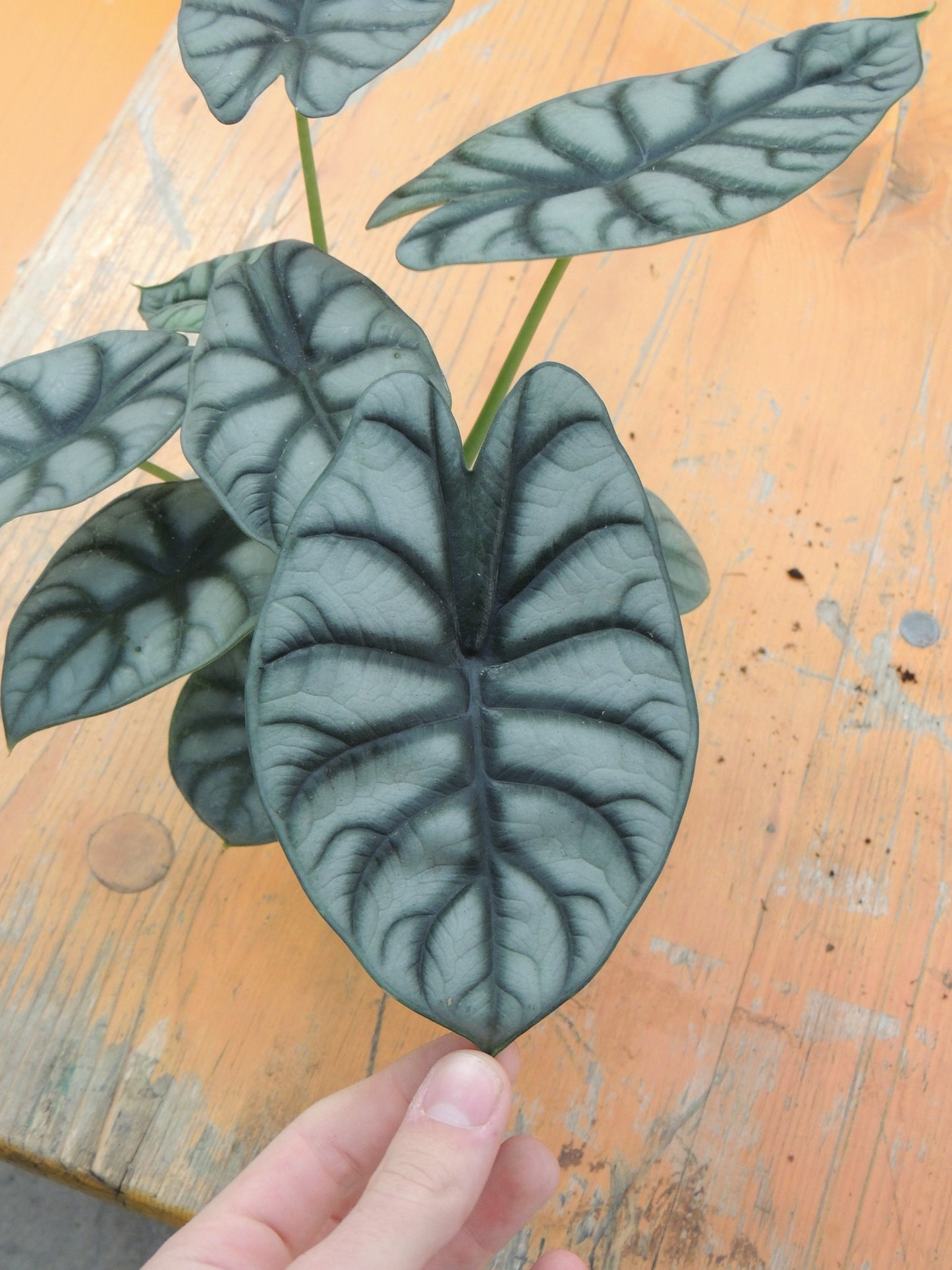 Alocasia Drago