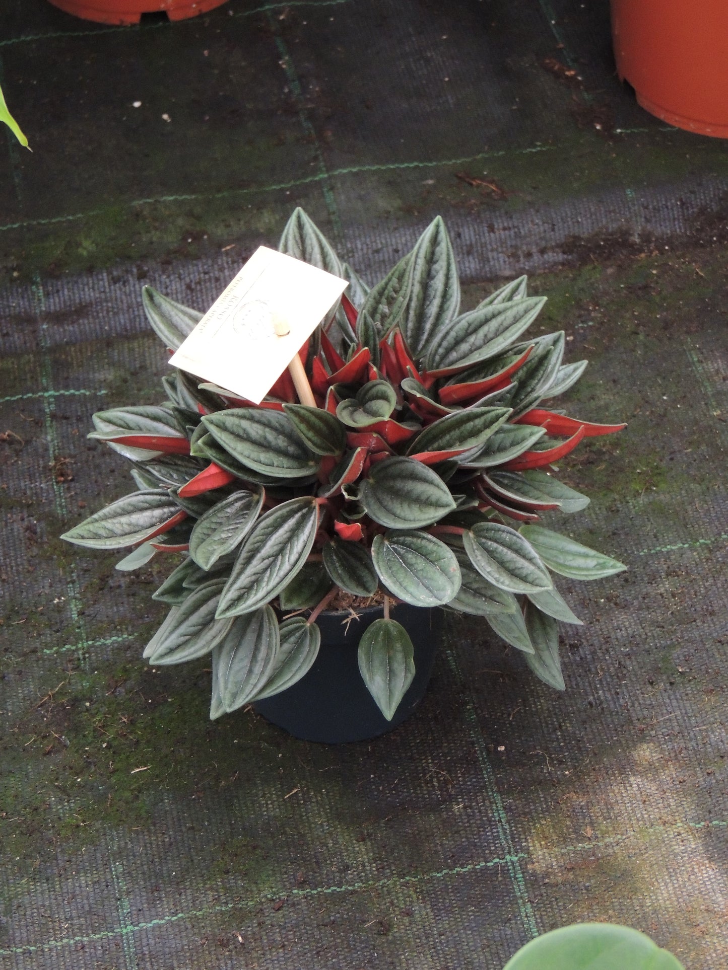 Peroponia foglia rossa