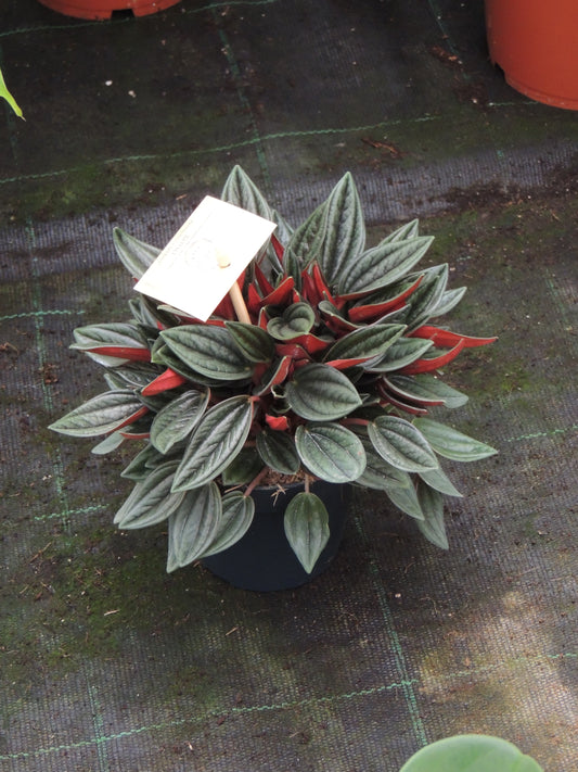 Peroponia foglia rossa