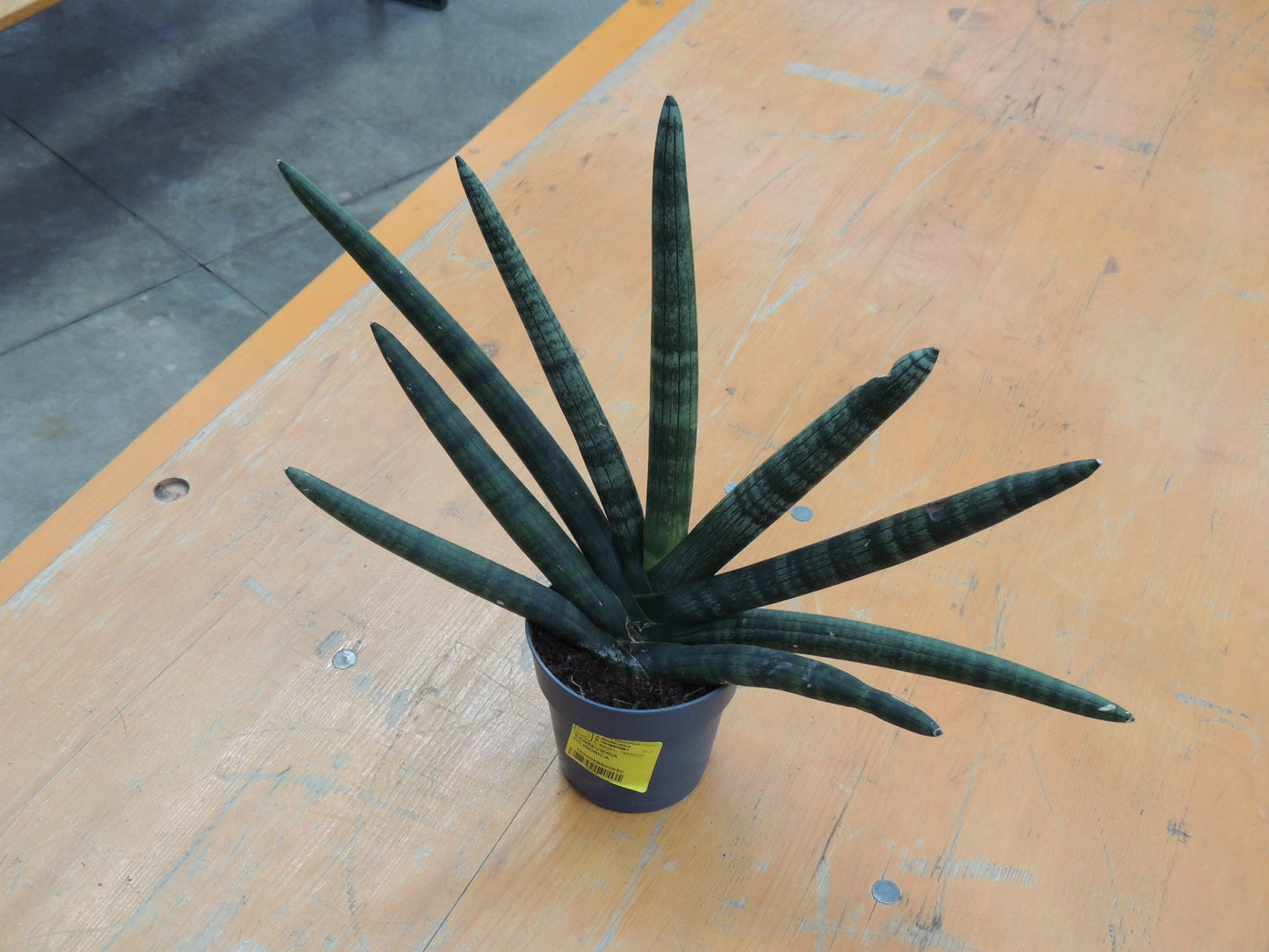 Moderna Sansevieria Cylindrica
