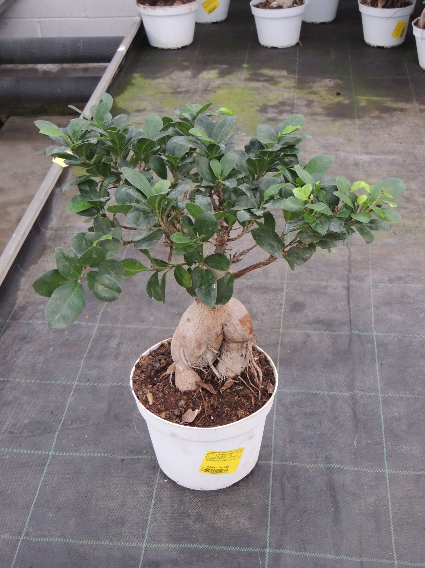 Bonsai Ficus Ginseng