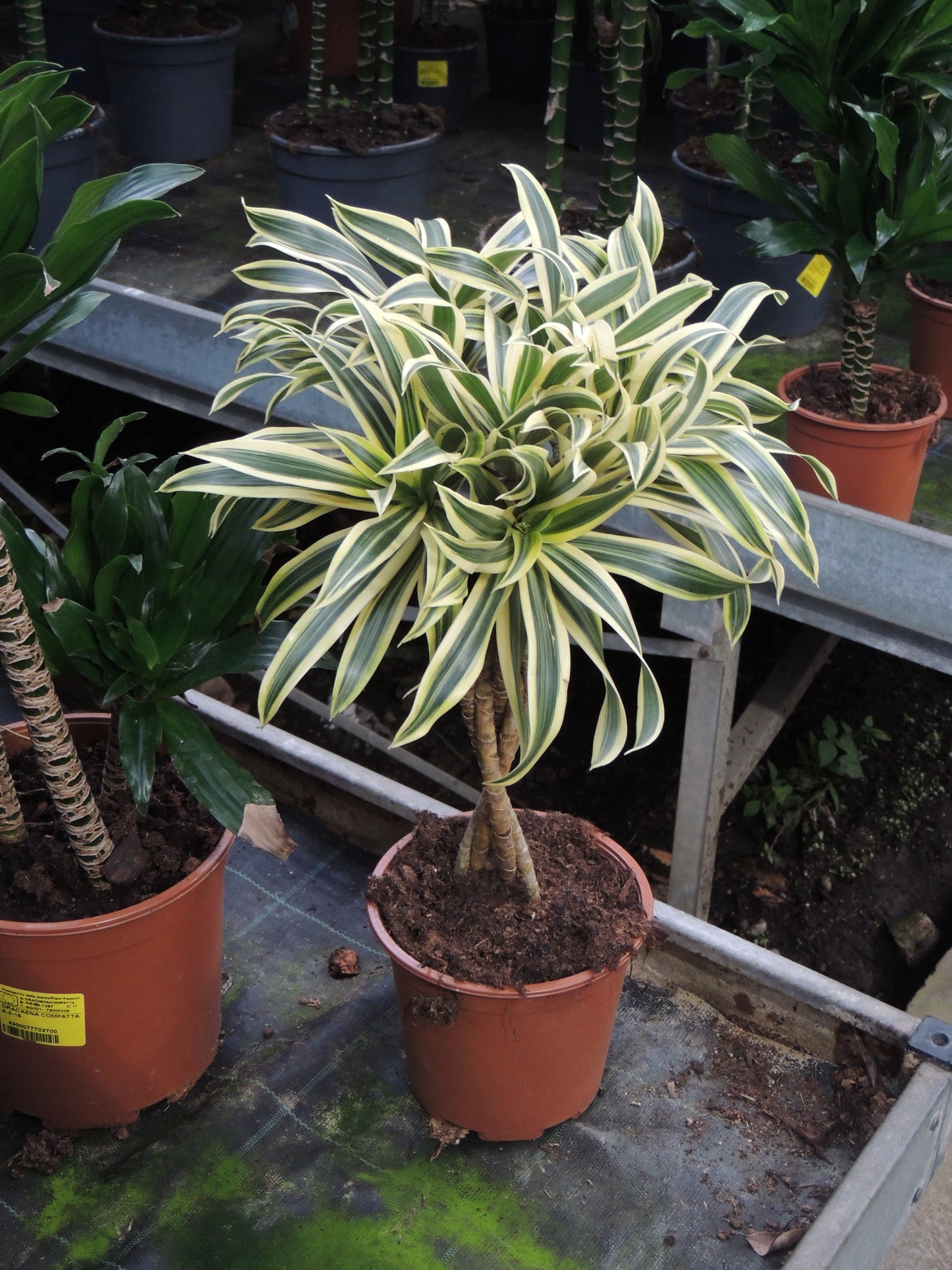 Luminosa dracena variegata