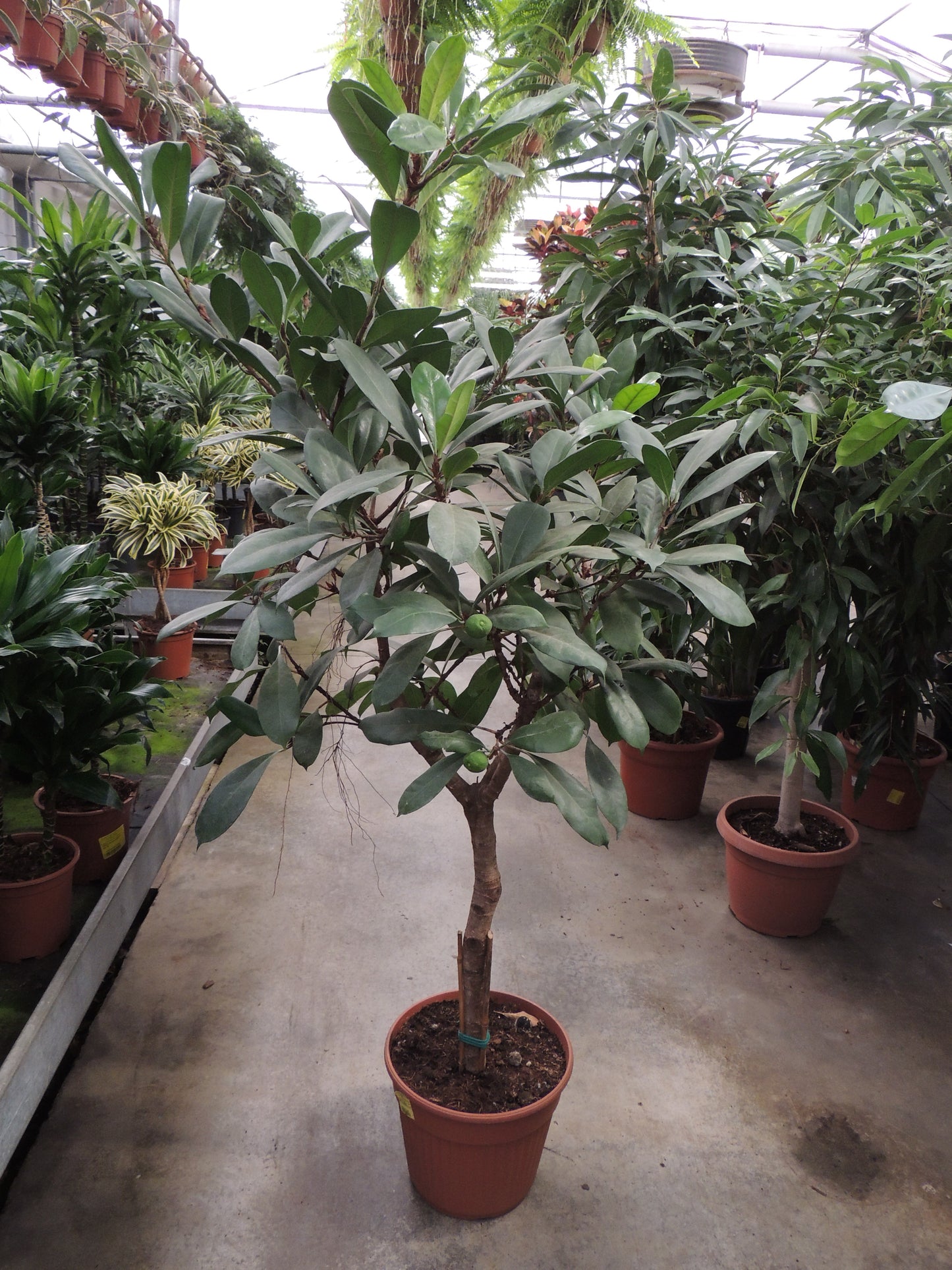 Ficus cyatistipula