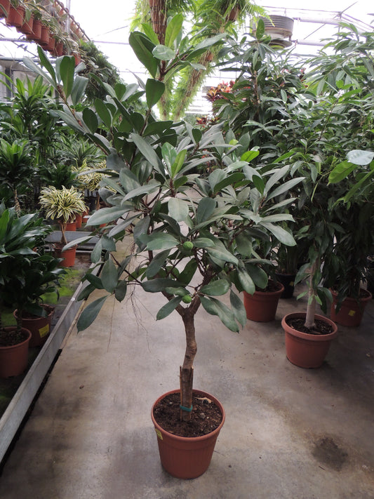 Ficus cyatistipula