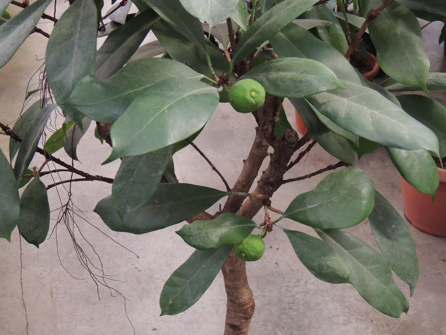 Ficus cyatistipula