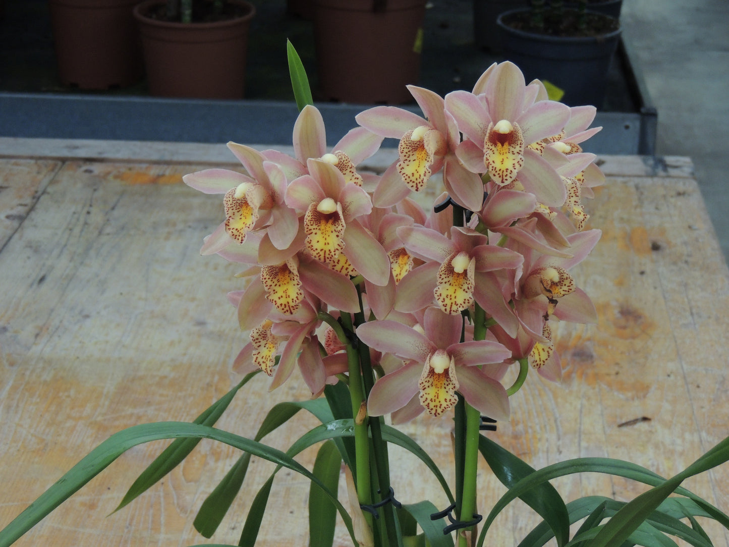 Orchidea cymbidum salmone