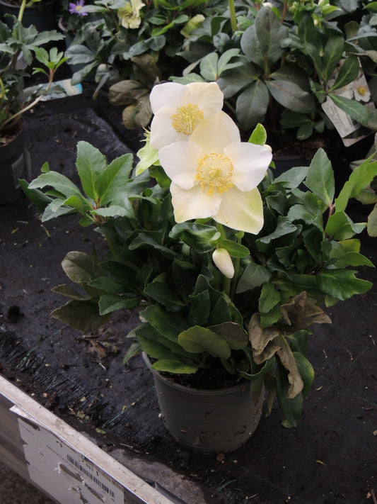 Elegante Elleboro Bianco (Rosa di Natale)