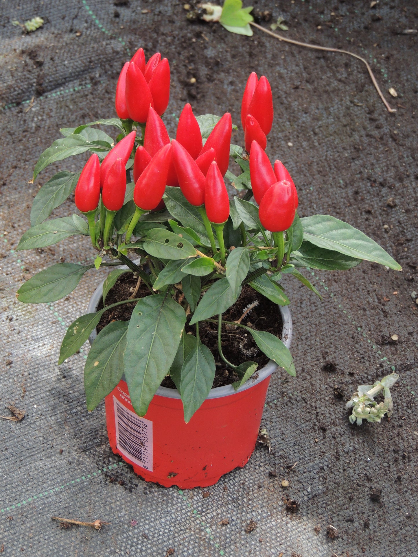 Peperoncini ornamentali