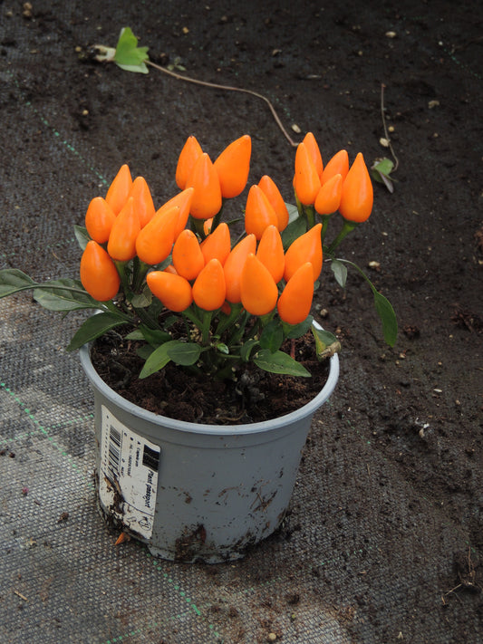 Peperoncini ornamentali