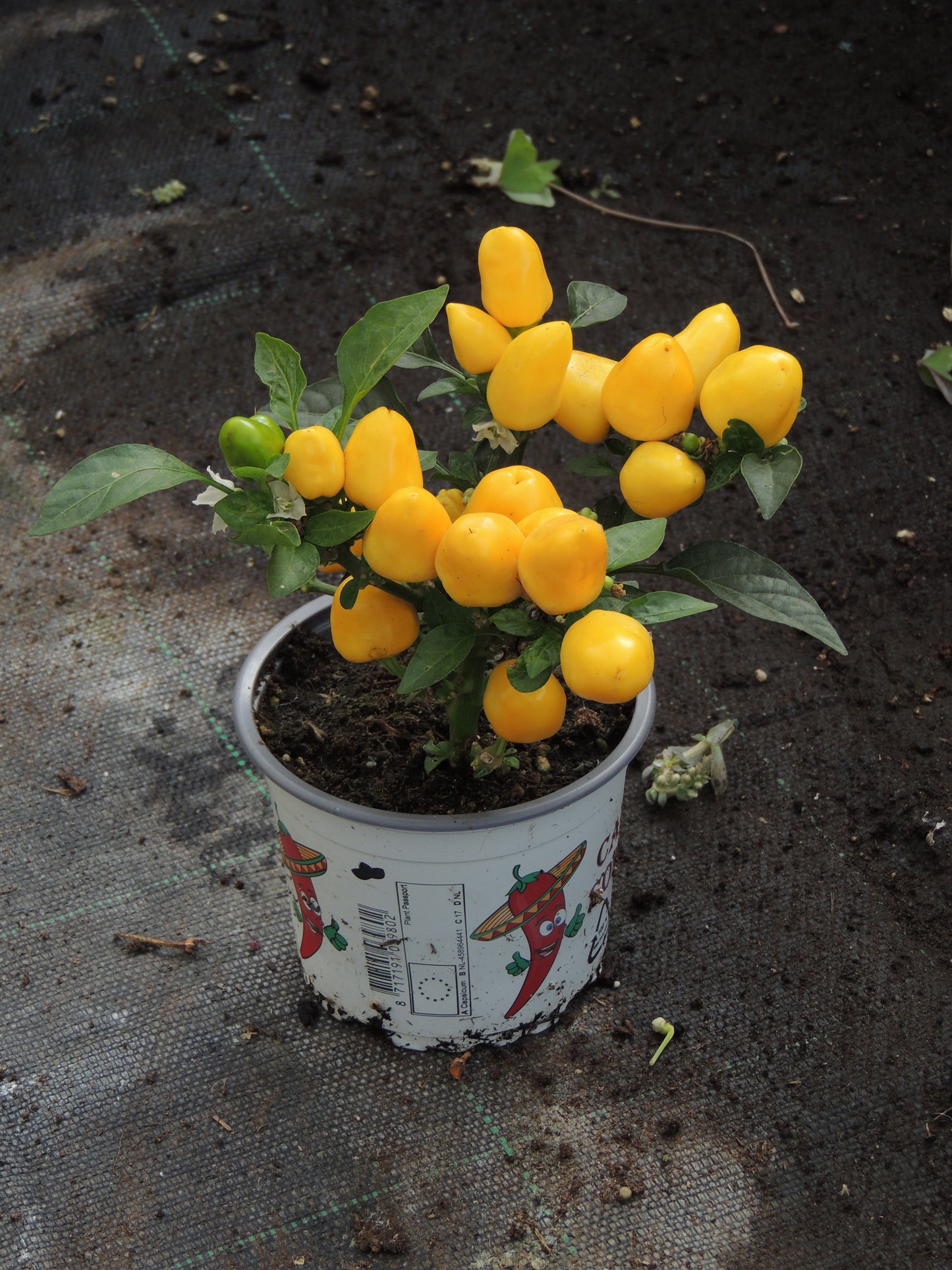 Peperoncini ornamentali