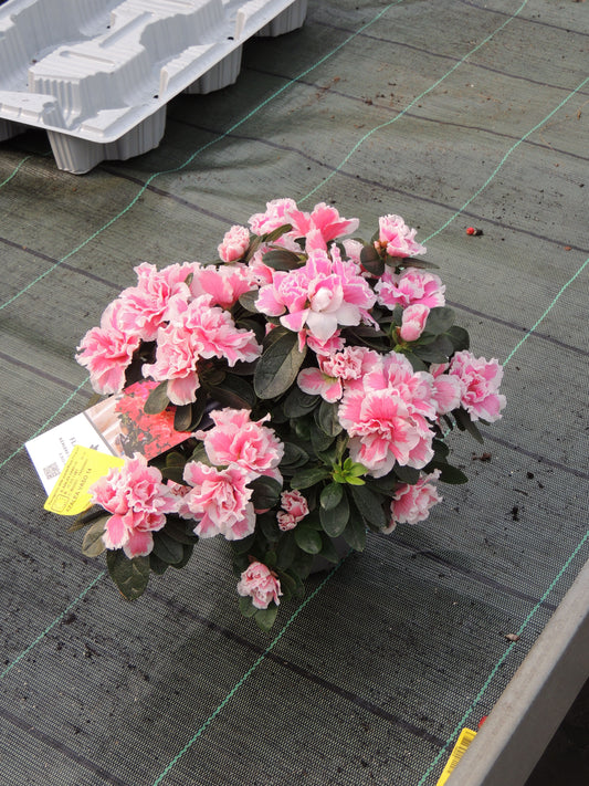 Azalea