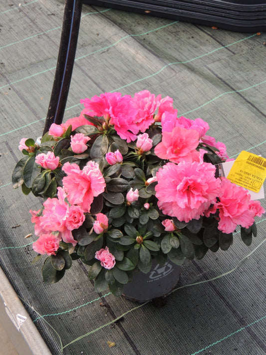 Azalea