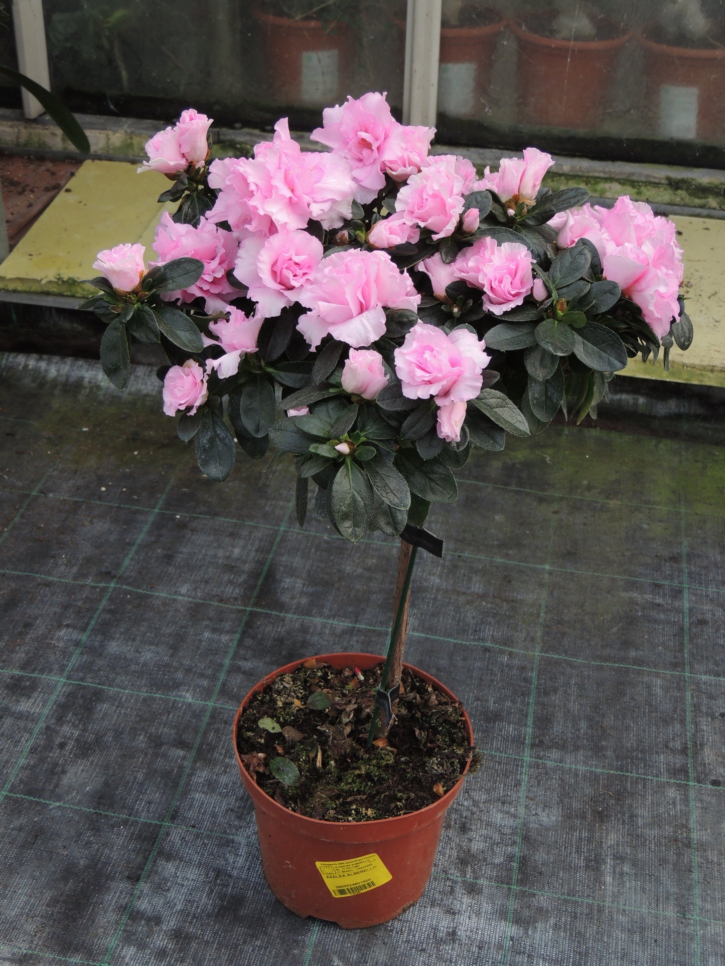 Azalea alberello