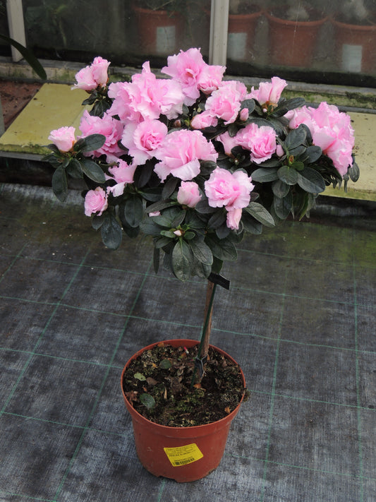 Azalea alberello