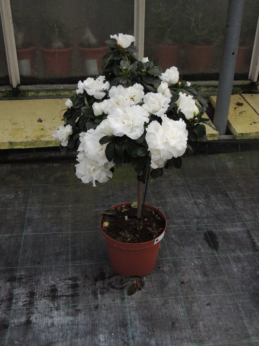 Azalea alberello