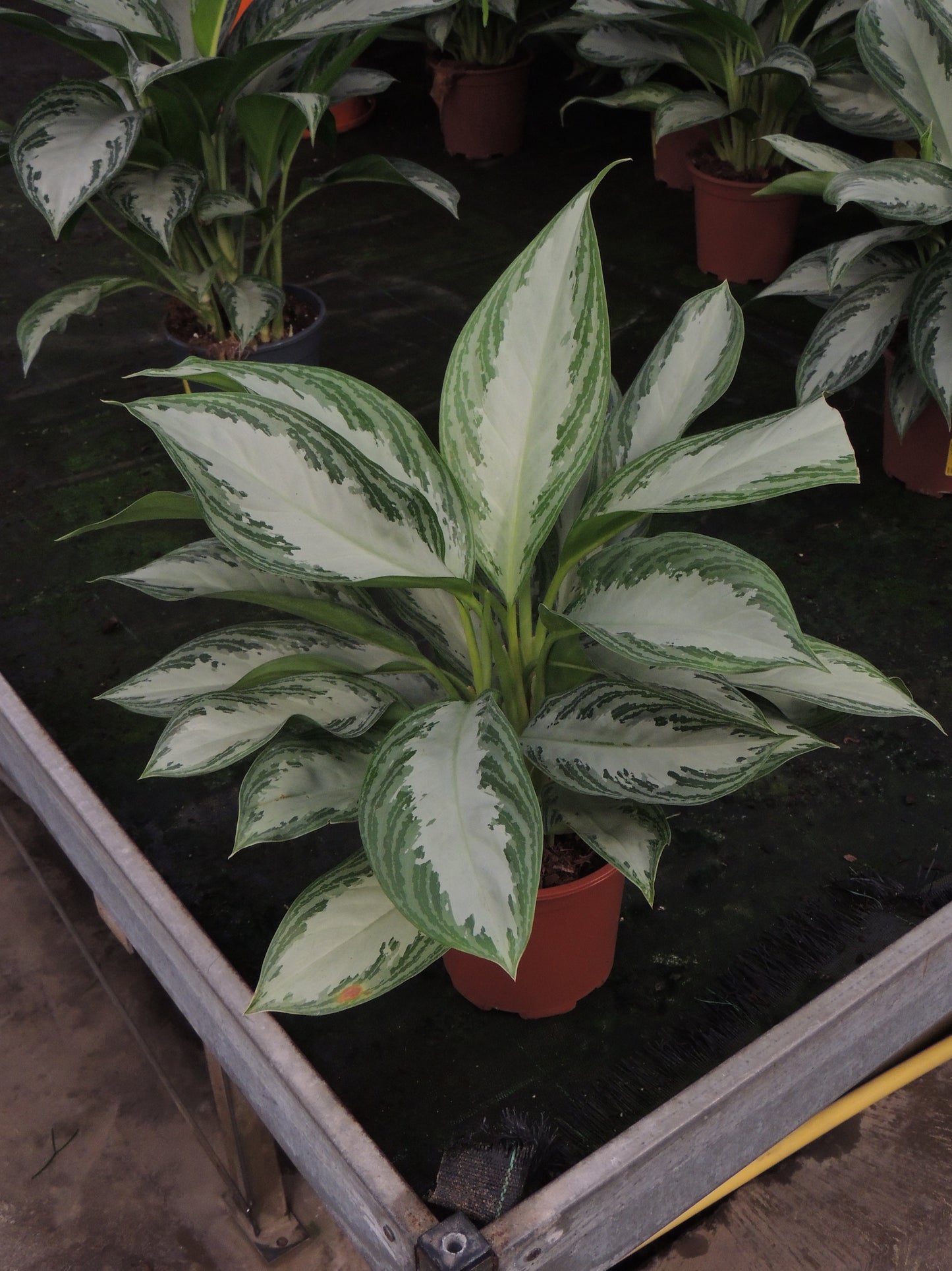 Luminosa Aglaonema 'Silver Bay'