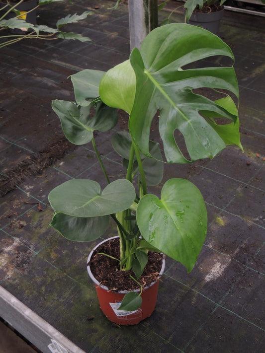 Monstera